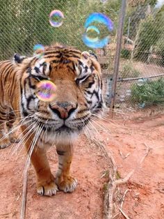 a tiger walking across a dirt field with bubbles in the air above its head and behind it is a chain link fence