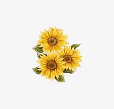 three yellow sunflowers with green leaves on a white background