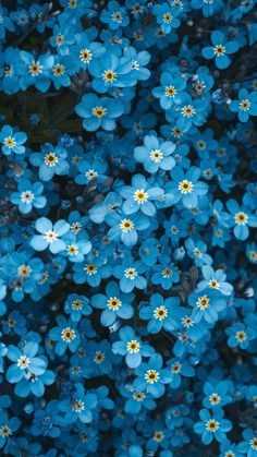 blue flowers with yellow centers in the middle