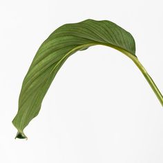 a large green leaf on top of a white surface