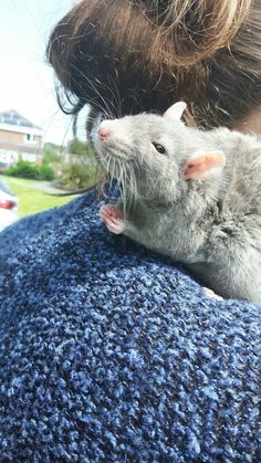 a woman holding a gray rat in her arms