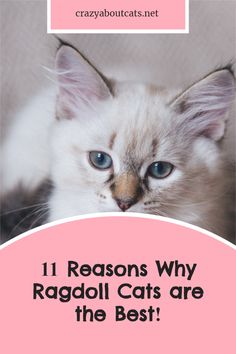 a white cat with blue eyes and the words 11 reasons why ragoll cats are the best