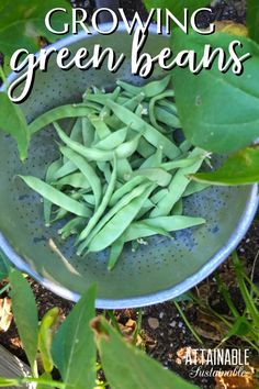 green beans in a blue colander on the ground with text overlay reading growing green beans