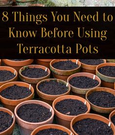 many potted plants with the words 8 things you need to know before using terracotta pots