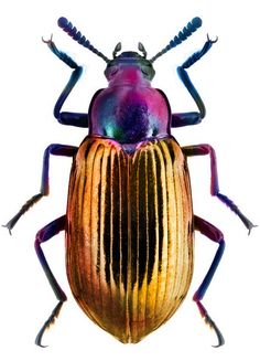 an image of a colorful bug on white background