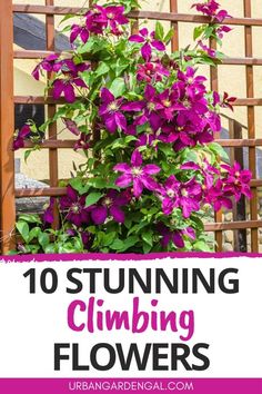 purple flowers growing on the side of a building with text overlay reading 10 stunning climbing flowers