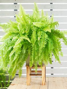 a large green plant sitting on top of a wooden table