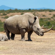 an adult rhino standing next to a baby rhino