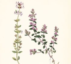 two different types of wildflowers are shown in this illustration, one is pink and the other is green