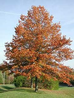 an orange tree in the middle of a grassy area with lots of trees around it