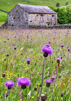 an old stone house in the middle of a field with purple flowers and dandelions