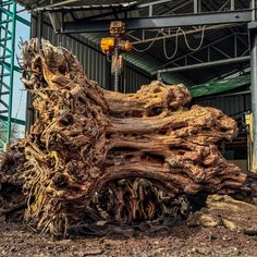 a large piece of wood sitting in the dirt