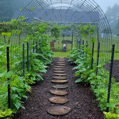 a garden with lots of plants growing in it