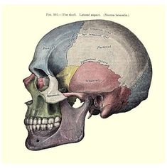 an old diagram of the human skull