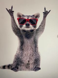 a raccoon wearing red sunglasses is jumping in the air with his hands up