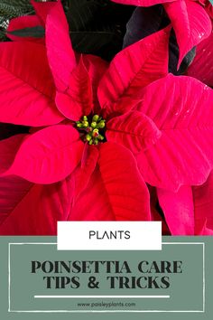 poinsettia care tips and tricks