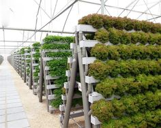 several rows of green plants in a greenhouse with metal racks holding them up to the ceiling