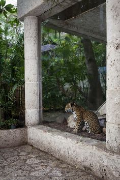 a leopard sitting on the ground in front of a building with trees and bushes behind it