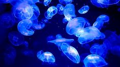 many blue jellyfish are floating in the water