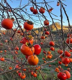 the fruit is growing on the branches of the tree in the field, and it looks like they are ready to be picked