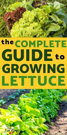 the complete guide to growing lettuce with text overlay that reads, the complete guide to growing lettuce