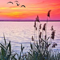 a wooden deck with sea oats and birds flying in the sky above it at sunset