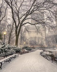 a snowy park with benches and trees in the foreground, surrounded by tall buildings