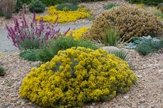 various plants and flowers in a rocky area