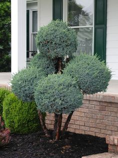 a small green tree sitting in the middle of a flower bed next to a house