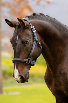 High Quality Horse Photography, Horse Face Markings, Horse Head Photography, Horse Riding Fashion, Face Markings, Horse Photoshoot Ideas, Equine Photography Poses, Bay Horses, Horse Riding Aesthetic