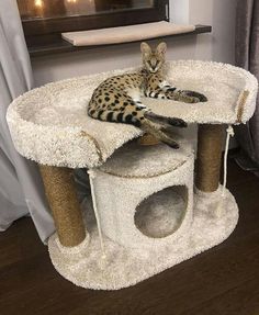 a cat laying on top of a cat tree