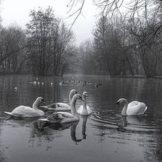 black and white photograph of swans swimming in the water with trees in the back ground