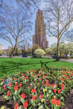 red and yellow tulips are in the foreground with a large building in the background