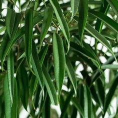 green leaves are hanging from the branches of a tree