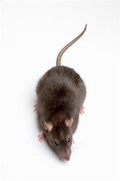 a brown rat standing on top of a white floor next to a black and gray mouse