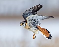 a bird flying through the air with it's wings spread