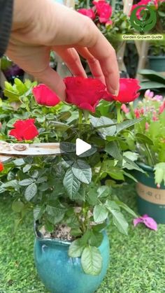 Peaceful Garden, Balcony Gardening, Rose Cuttings, Planting Tips, نباتات منزلية, Rose Bushes, Backyard Flowers, Plant Hacks