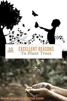 an image of two people holding plants in their hands with the words excellent reasons to plant trees