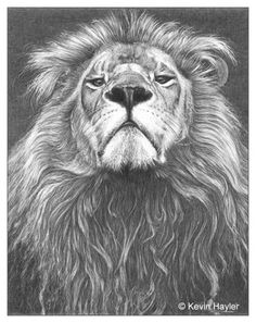 a black and white drawing of a lion's face with its eyes wide open