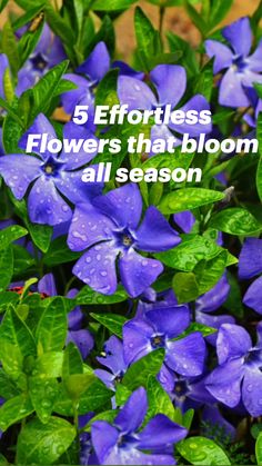 blue flowers with green leaves and water droplets on them