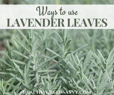 lavender plants with text overlay that says ways to use lavender leaves