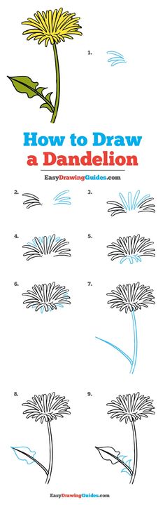 how to draw a dandelion for kids with pictures on the front and side