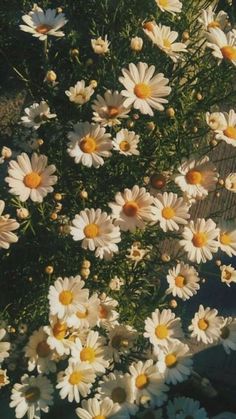 white and yellow daisies are growing in the sun