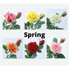 four different colored roses with the words spring