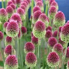 many pink and white flowers are in the middle of some green stems with purple centers