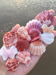 a hand holding several different seashells in it's palm next to the water