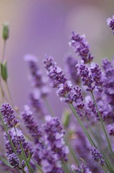 lavender flowers are blooming in the field