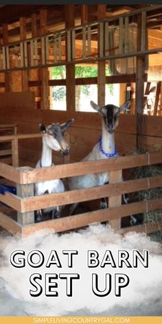 goats in a barn with the words goat barn set up