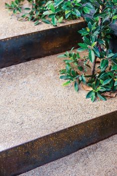 some plants that are sitting on concrete steps