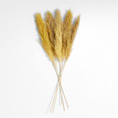 some dried flowers on a white background